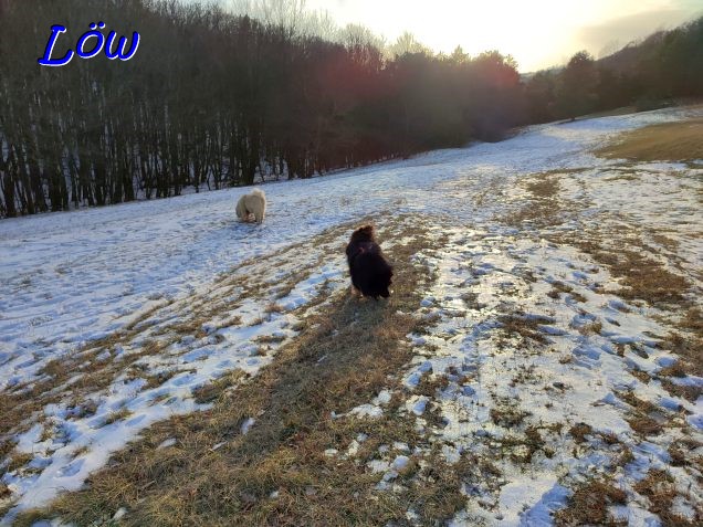 15.1.2024 - Dwix und Howard suchen Spuren im Schnee